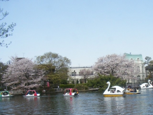 石神井公園の桜 Digjapan