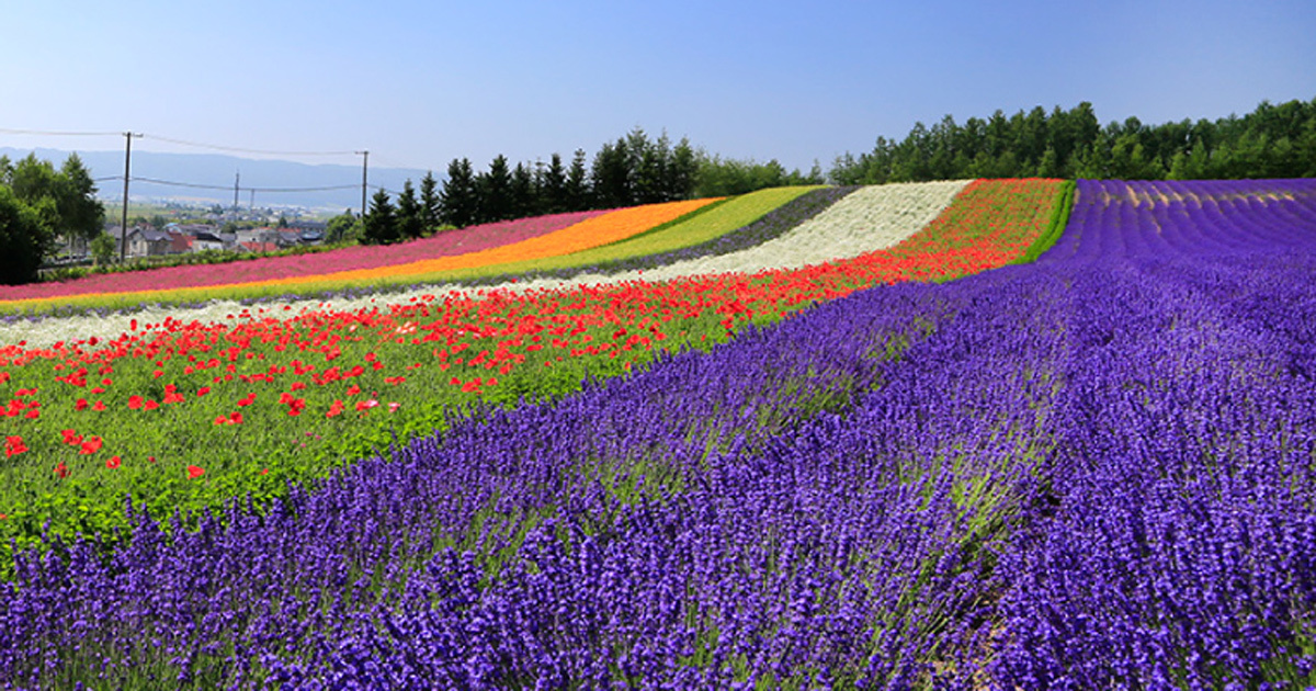 The lavender fields at Farm Tomita: The scenery you should see once in your life | DiGJAPAN!