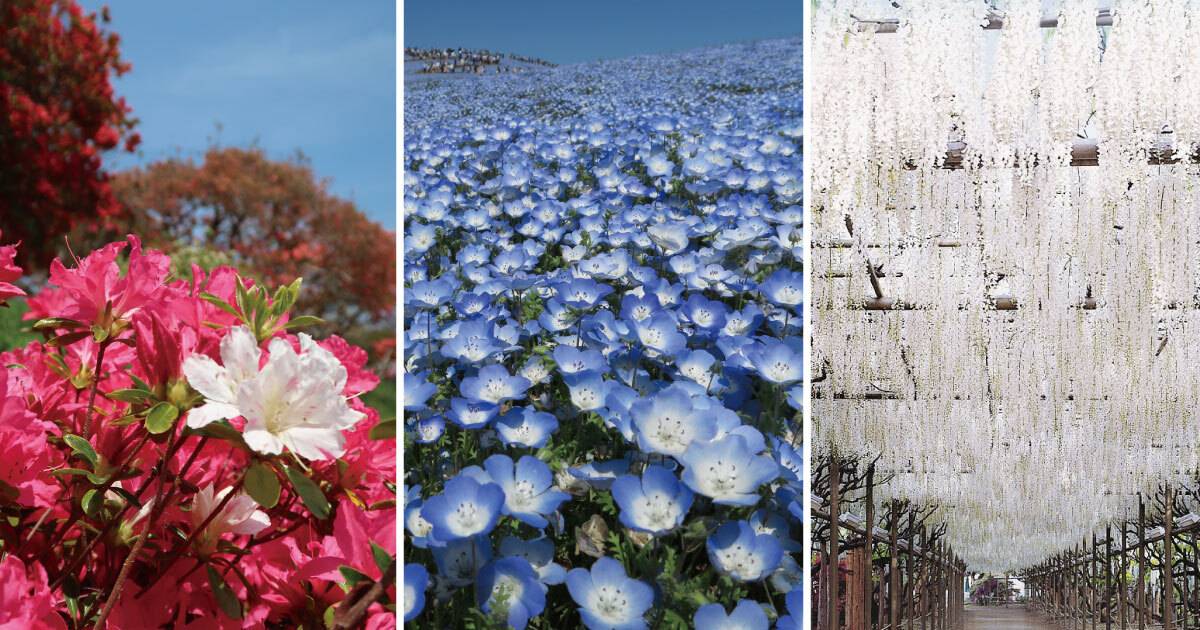 春旅で見逃せない 東京近郊で見つけた絶景花畑5選 Digjapan