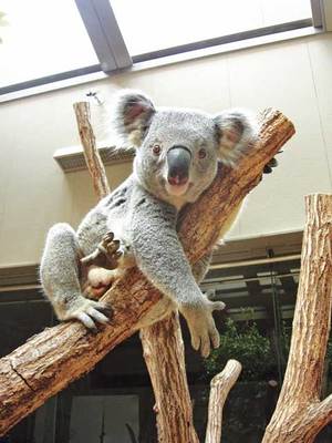 Cute Koala Bear at Higashiyama Zoo