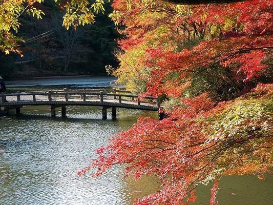 神戸市立森林植物園の紅葉 Digjapan